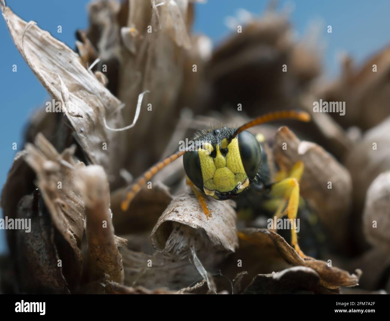 Macro foto di una vespa adulta, Cerceris che riposa su pianta secca Foto Stock