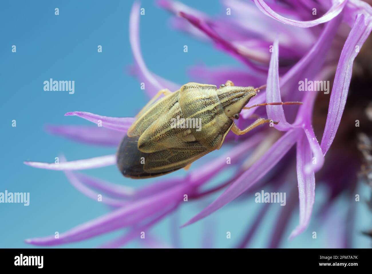 Il Mitre Shieldbug del Vescovo, Aelia acuminata su mutandine Foto Stock