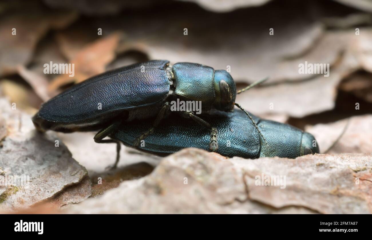 Beetles gioiello Steelblue, Phaenops cyanea accoppiamento su corteccia di pino Foto Stock