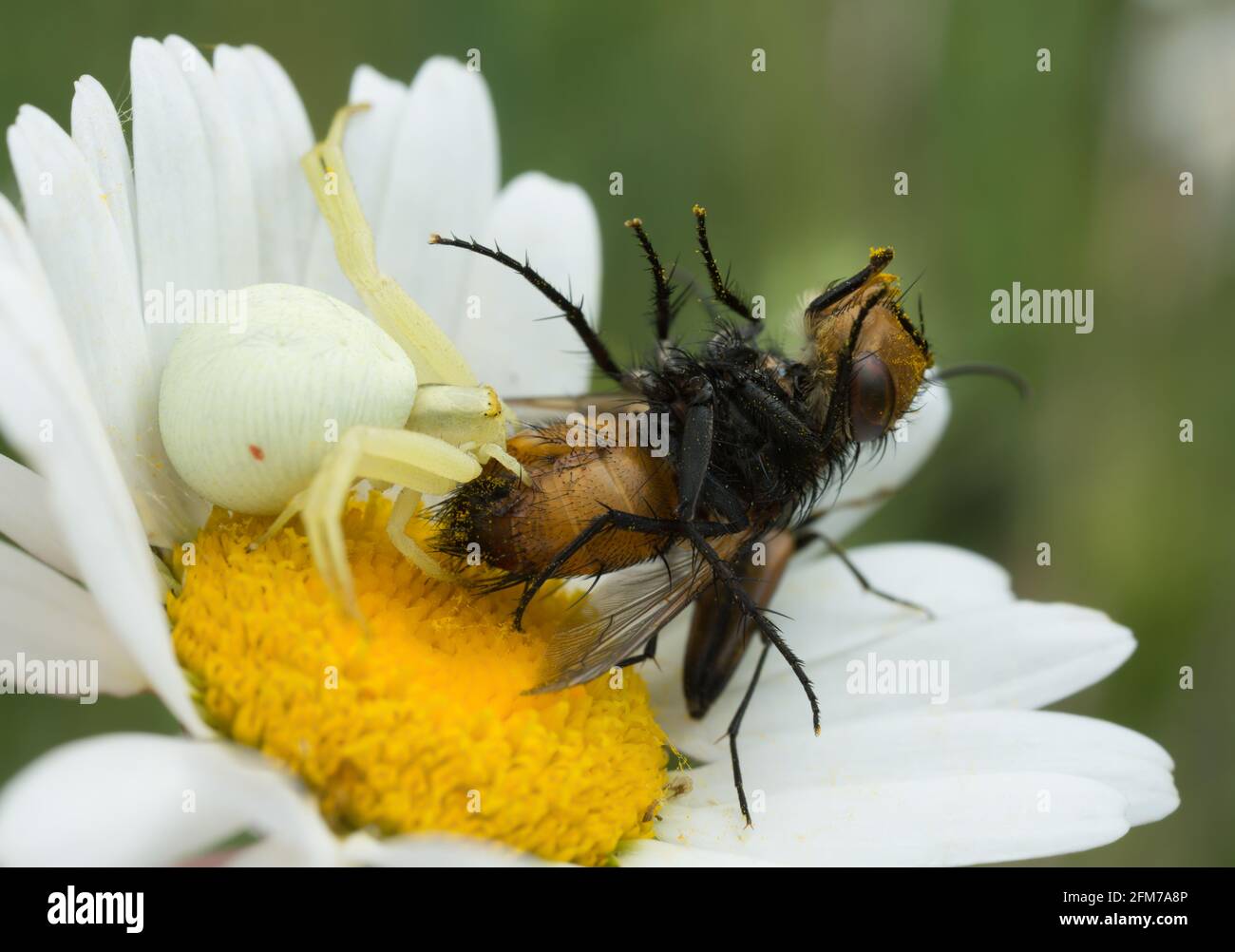 Ragno di granchio d'oro, Misumena vatia che si nutra a mosca catturata Foto Stock