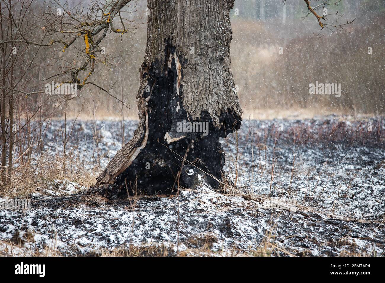 bruciato a terra il tronco di un albero che continua a crescere, le conseguenze di un incendio naturale sulle ceneri arrossate, uno strano albero che è sopravvissuto Foto Stock