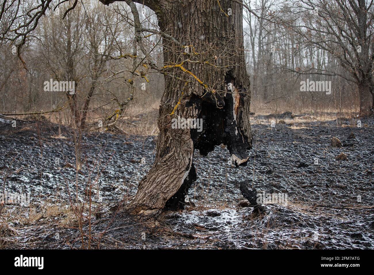 bruciato a terra il tronco di un albero che continua a crescere, le conseguenze di un incendio naturale sulle ceneri arrossate, uno strano albero che è sopravvissuto Foto Stock