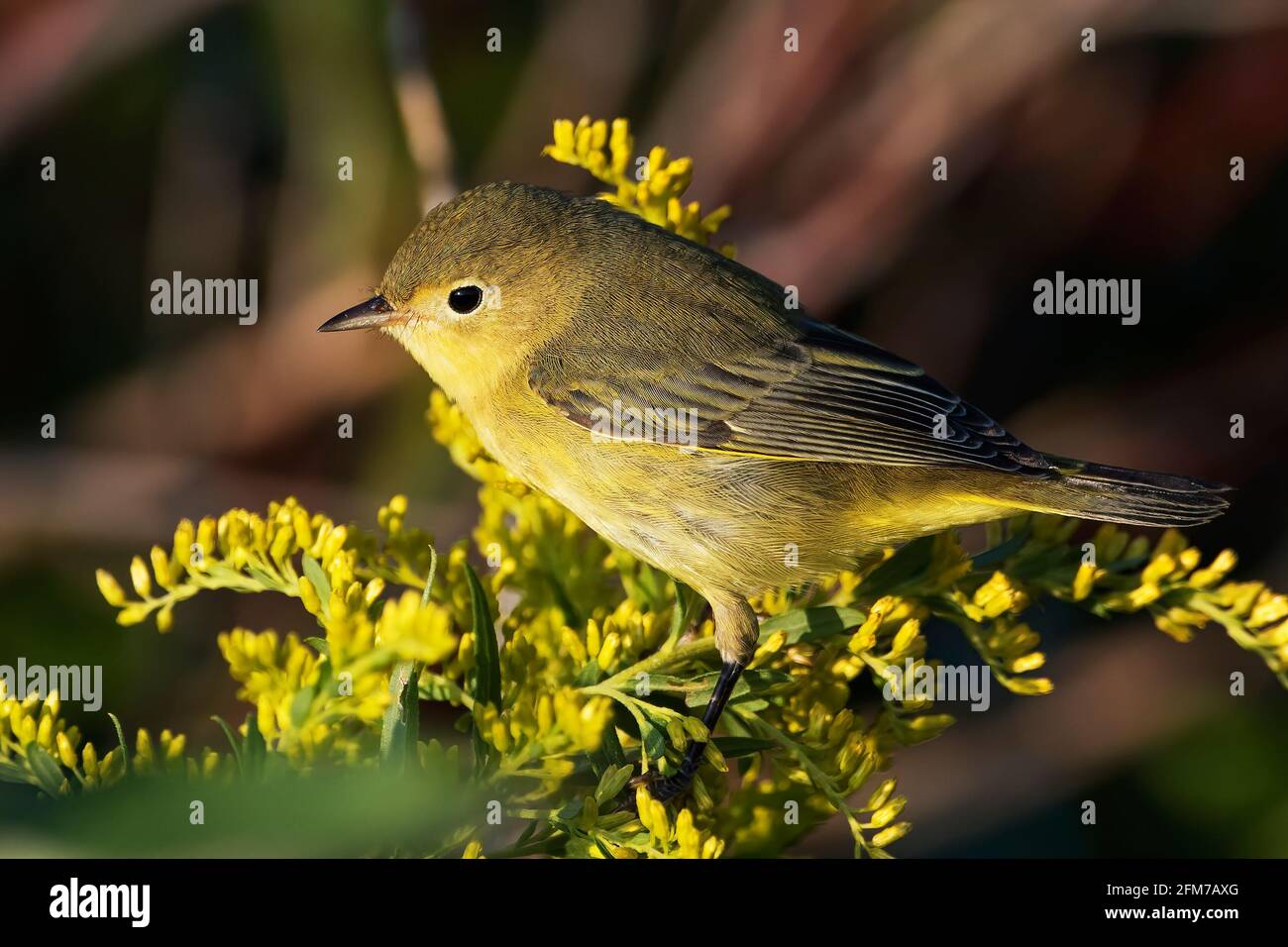 Warbler giallo maschio Foto Stock