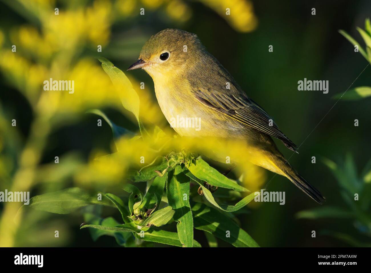 Warbler giallo maschio Foto Stock