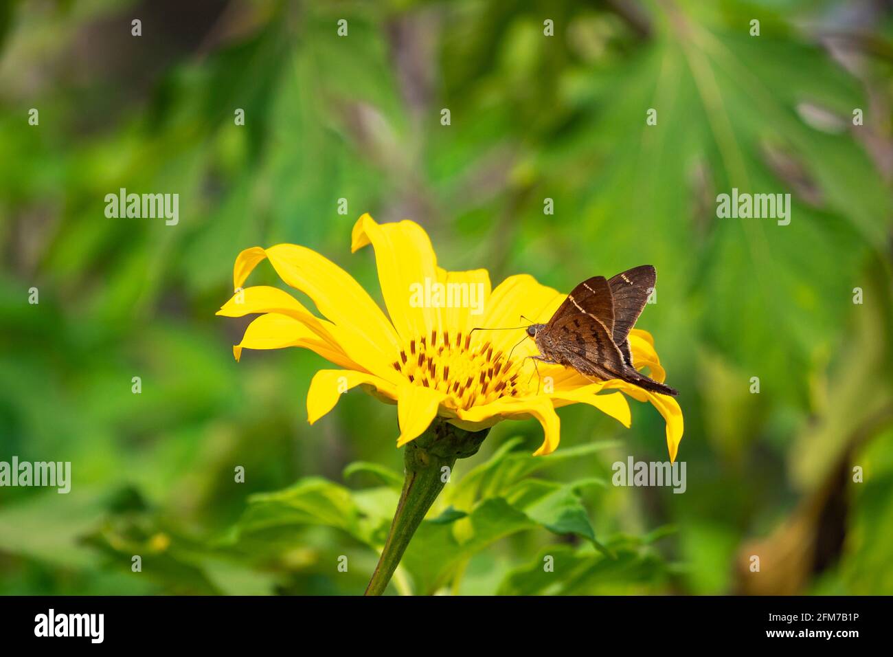 La coda lunga marrone (Urbanus procne), una farfalla su un fiore giallo a Guatape, Colombia Foto Stock