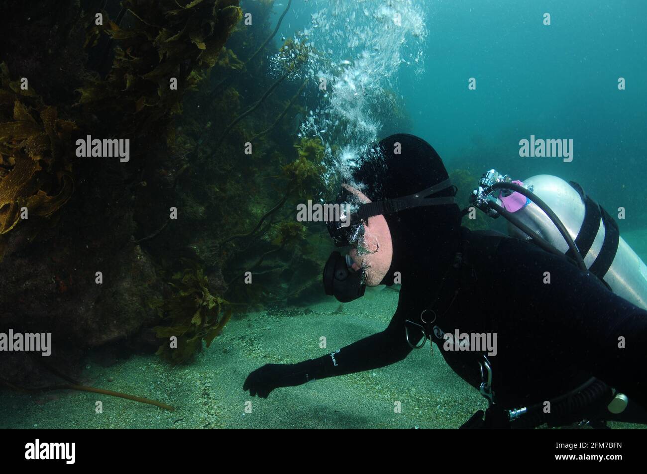 Subacquea in muta nera su fondo sabbioso piano osservando la barriera rocciosa con la crescita di Kelp marrone stalked Ecklonia radiata. Foto Stock