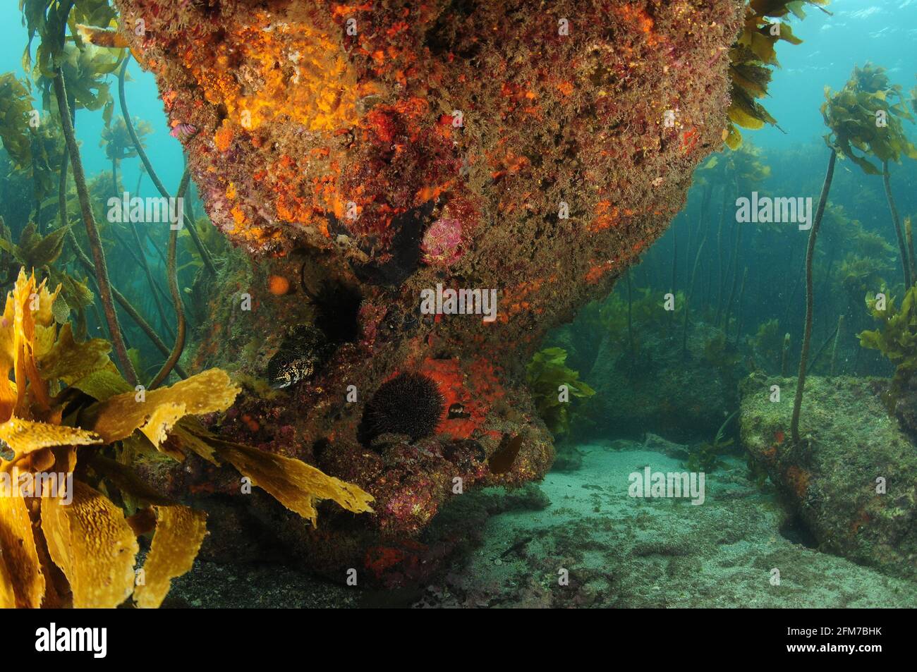 Grande roccia con sporgenza ombreggiata coperta da invertebrati colorati sul fondo del mare con foresta di kelp sullo sfondo. Foto Stock