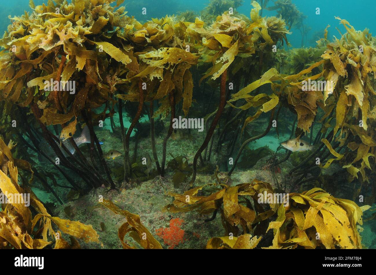 Piccoli pesci che si nascondono sotto un denso baldacchino di fronti di kelp bruno stalked Ecklonia radiata. Foto Stock