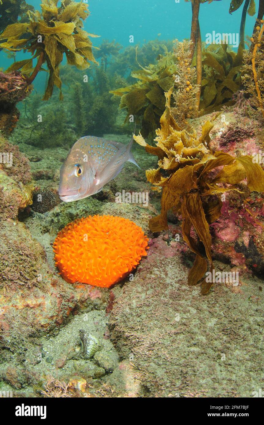 Australasian Snapper Pagrus auratus nuoto sopra grande spugnetta di capezzolo arancione che cresce tra le rocce con kelp intorno. Foto Stock