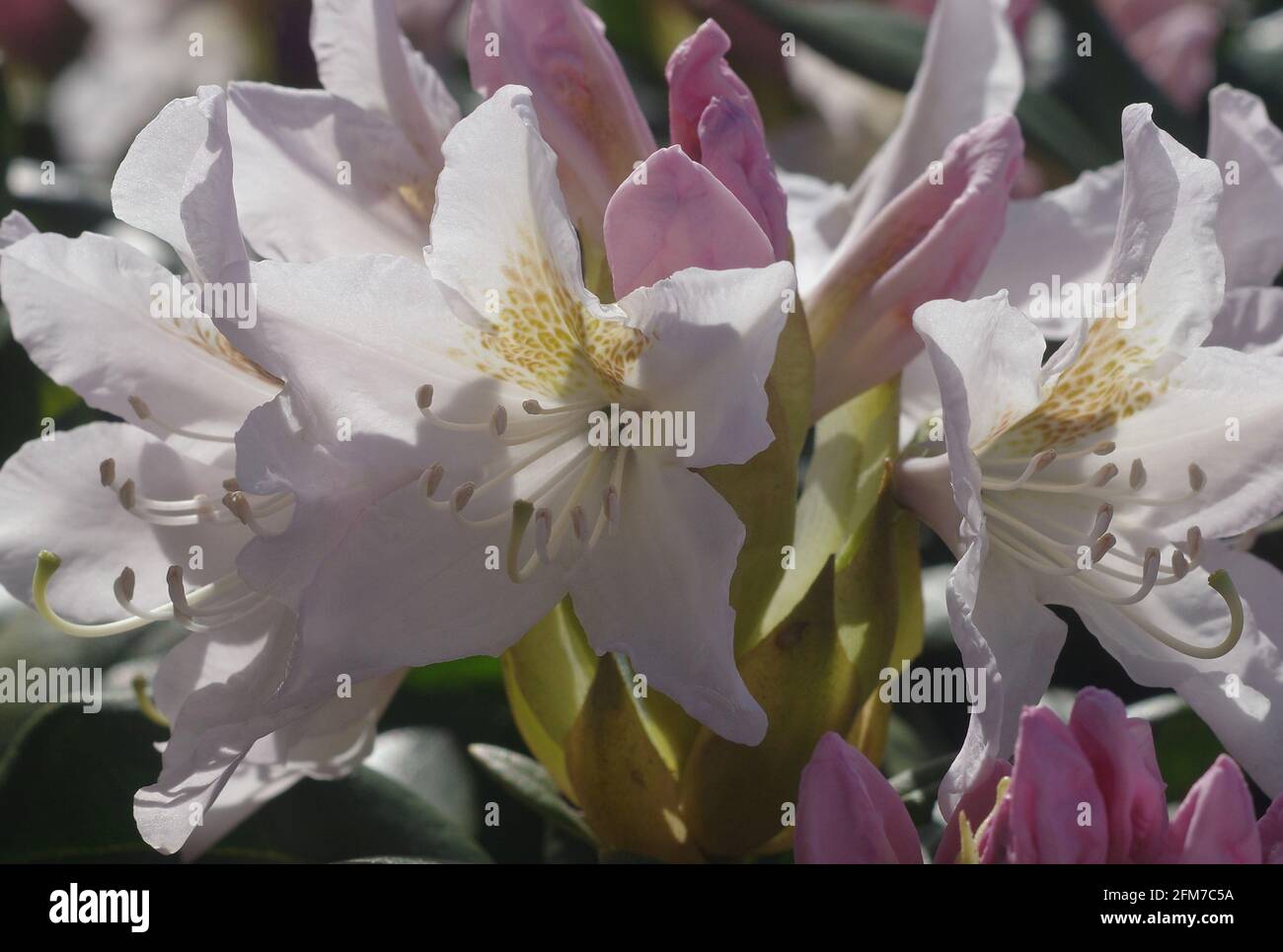 Bianco fiori di rododendro Foto Stock