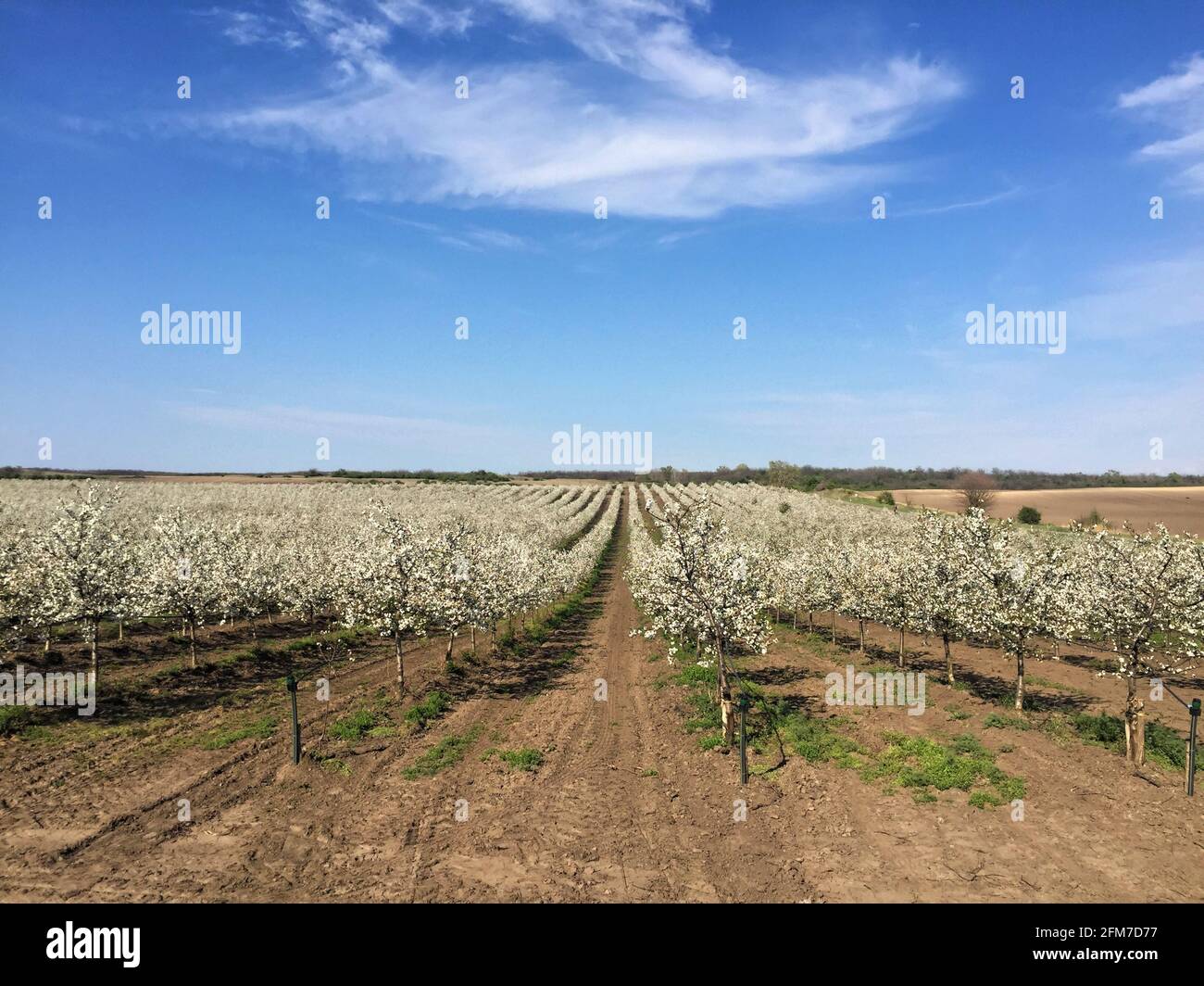 Frutteto di ciliegi in fiore durante la primavera Foto Stock