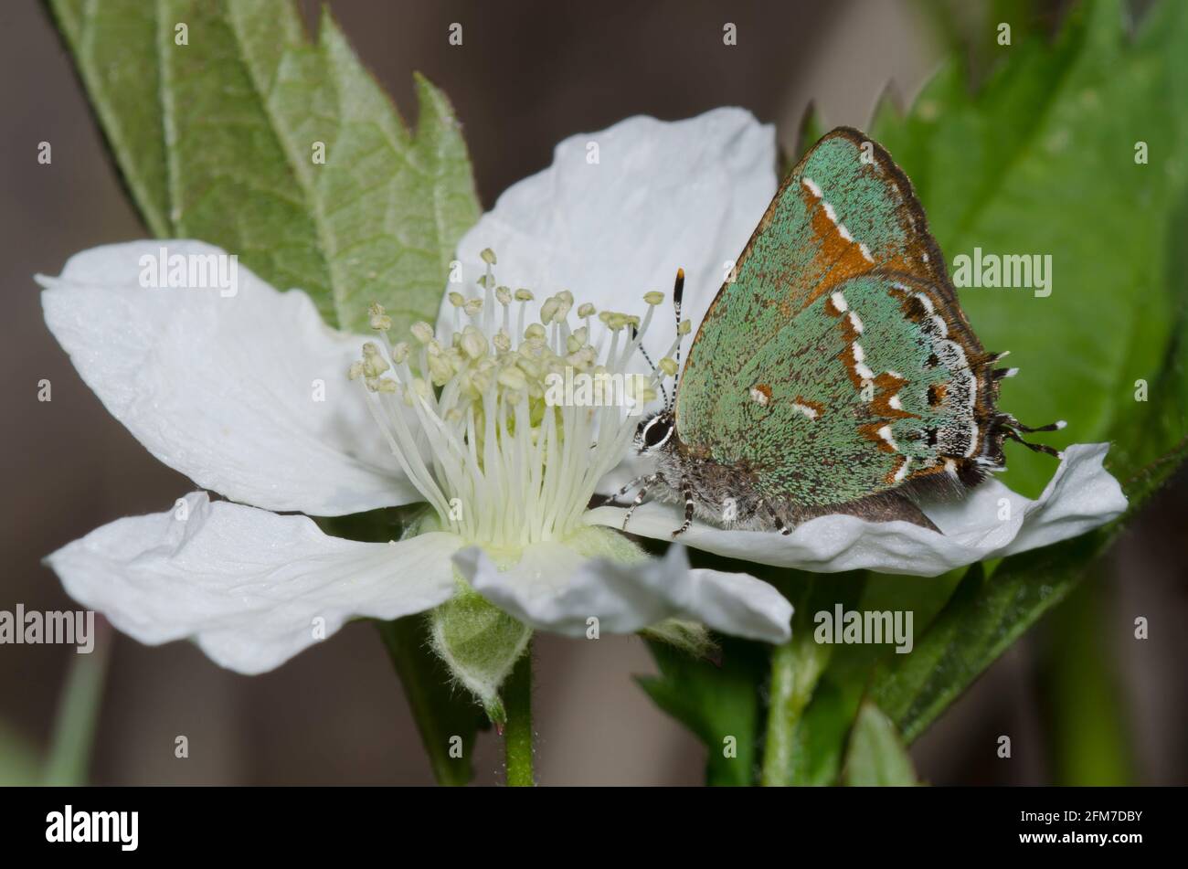 Juniper Hairstreak, Callophrys gryneus, nectaring da mora, Rubus sp. Foto Stock