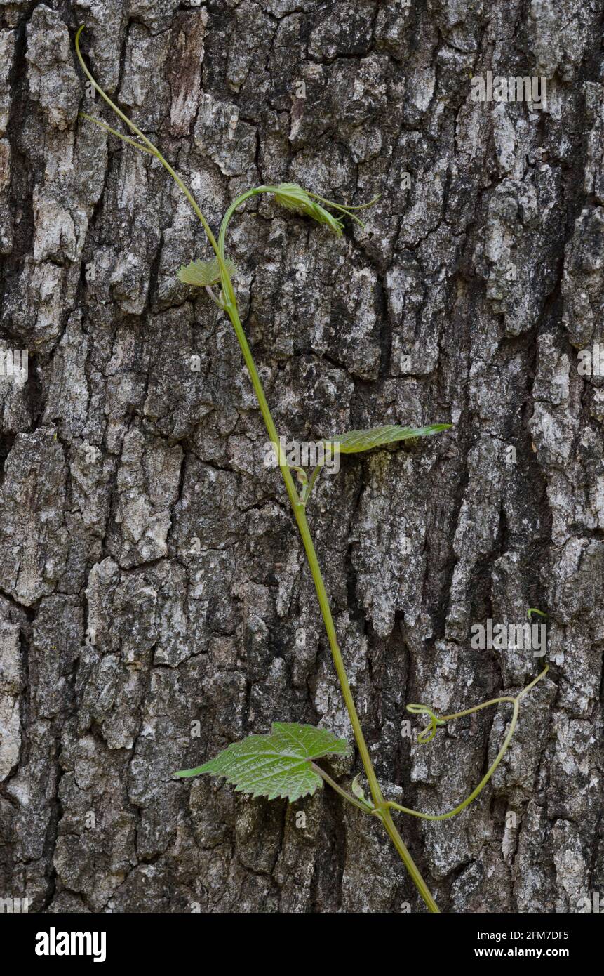 Uva, Vitis sp., vite che sale su Post Oak, Quercus stellata Foto Stock
