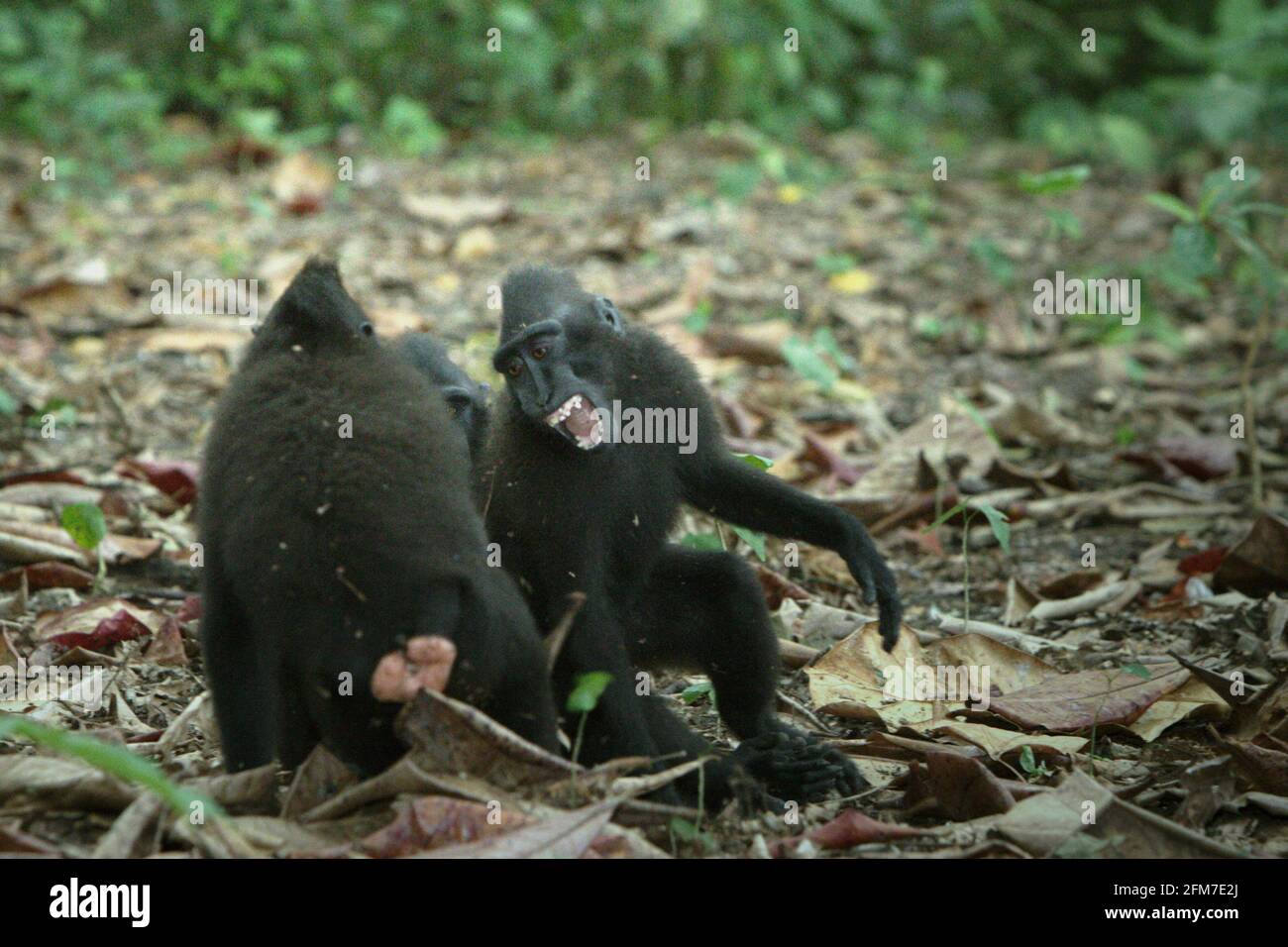 Comportamento aggressivo del macaco crestato Celebes (Macaca nigra) nella foresta di Tangkoko, Sulawesi settentrionale, Indonesia. Gli scienziati Primate hanno scoperto che combattere o inseguire gli altri fanno parte delle attività sociali del macaco crestato. I contatti manuali aggressivi si sono verificati frequentemente e sono molto normali e sono spesso seguiti da ritorsioni e riconciliazione, un fatto che ha contribuito a costruire la reputazione del macaco crestato come una "specie altamente tollerante dal punto di vista sociale". Foto Stock