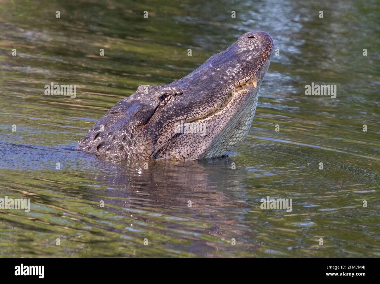 Alligatore americano che ruggisce in acqua al Brazos Bend state Park, Texas Foto Stock