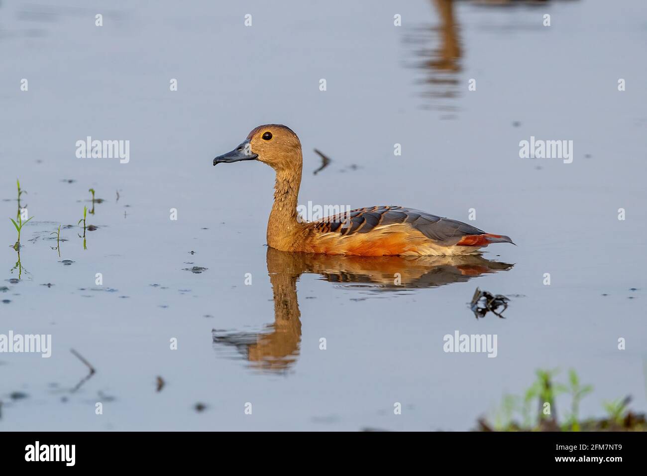 La minore sibilo anatra (Dendrocygna javanica), noto anche come sibilo indiano anatra o sibilo minore teal. Foto Stock