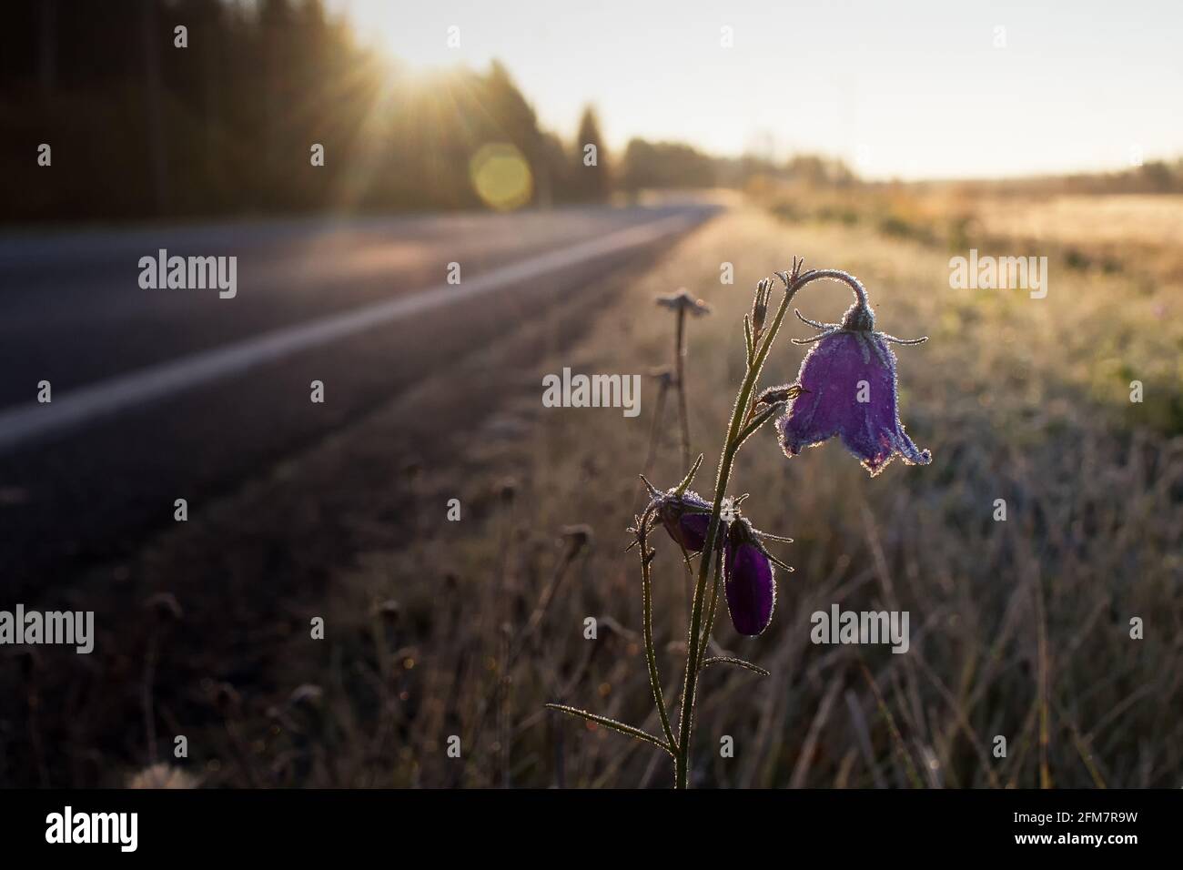 Un bluebell coperto di gelo da una strada in una mattina di autunno. Il sole luminoso fa brillare il gelo. Foto Stock