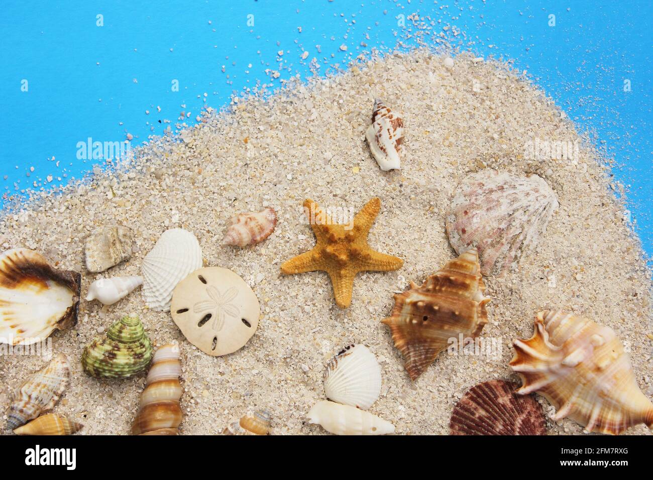 Seashell sul lungomare di Tropical Beach Foto Stock