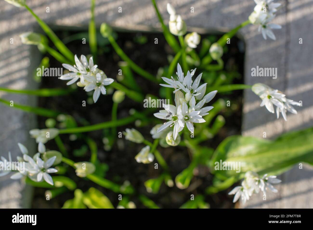 Aglio selvatico in fiore (Allium ursinum) in giardino. La pianta è anche conosciuta come ramsons, fibbramoni, aglio a foglia larga, aglio di legno, porro di orso. Foto Stock