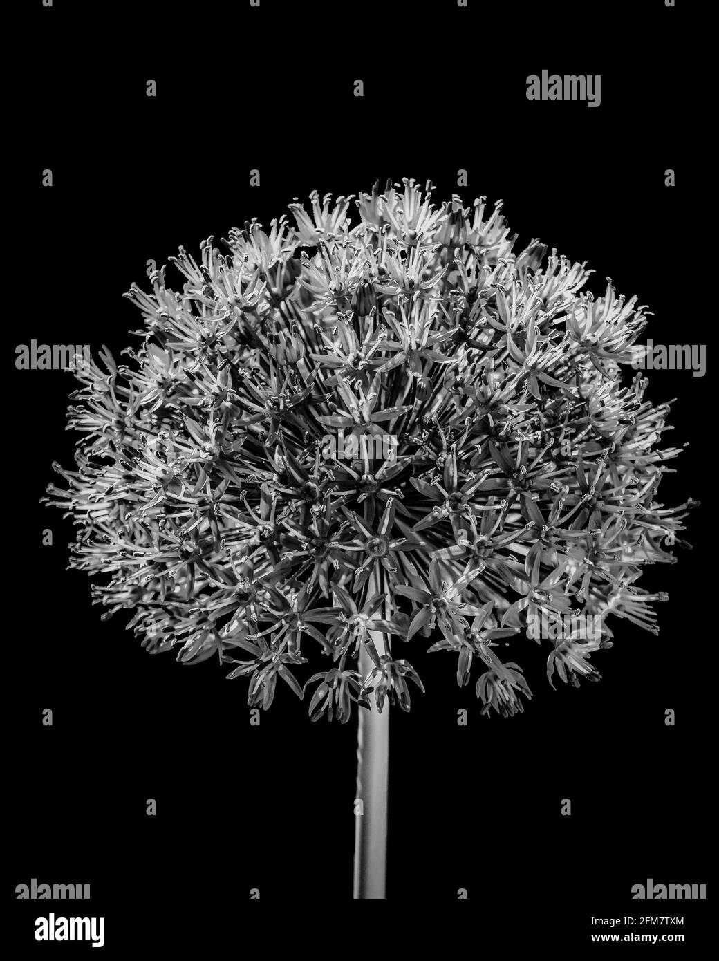 Un'immagine ravvicinata in bianco e nero di un allio fioritura Foto Stock