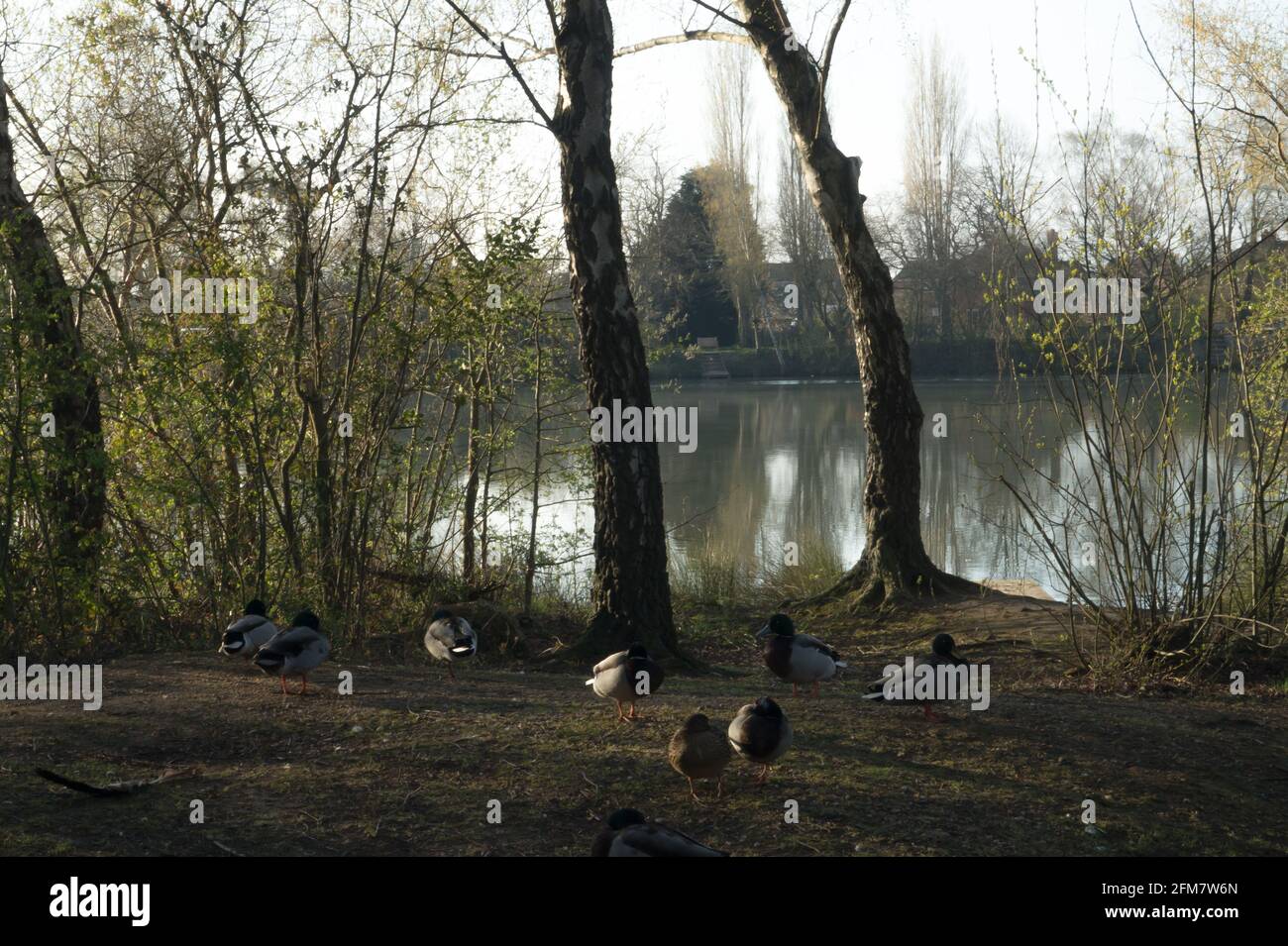 Balderton Lake, Newark Foto Stock