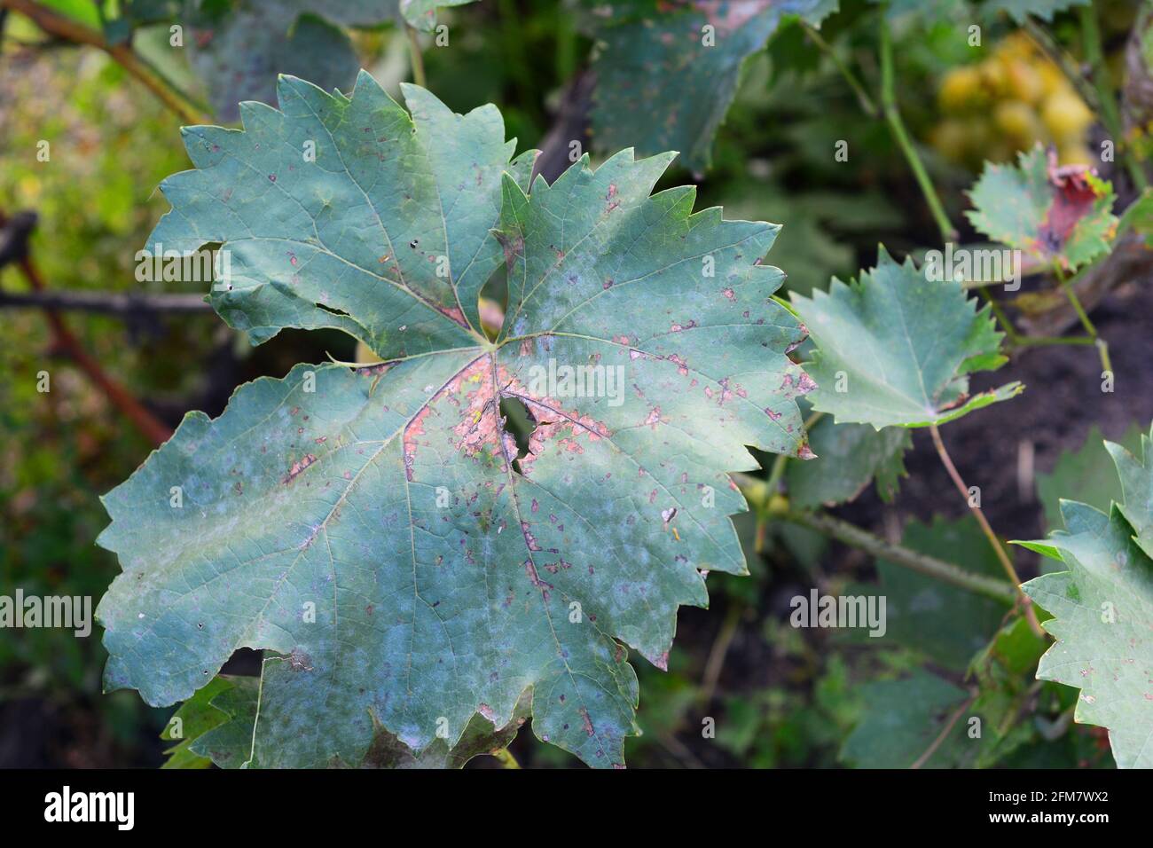 Un primo piano di una vite foglie con macchie marroni infettati dalla malattia fungina di marciume nero, fillossera malattia. L'inizio della sonda della vite Foto Stock