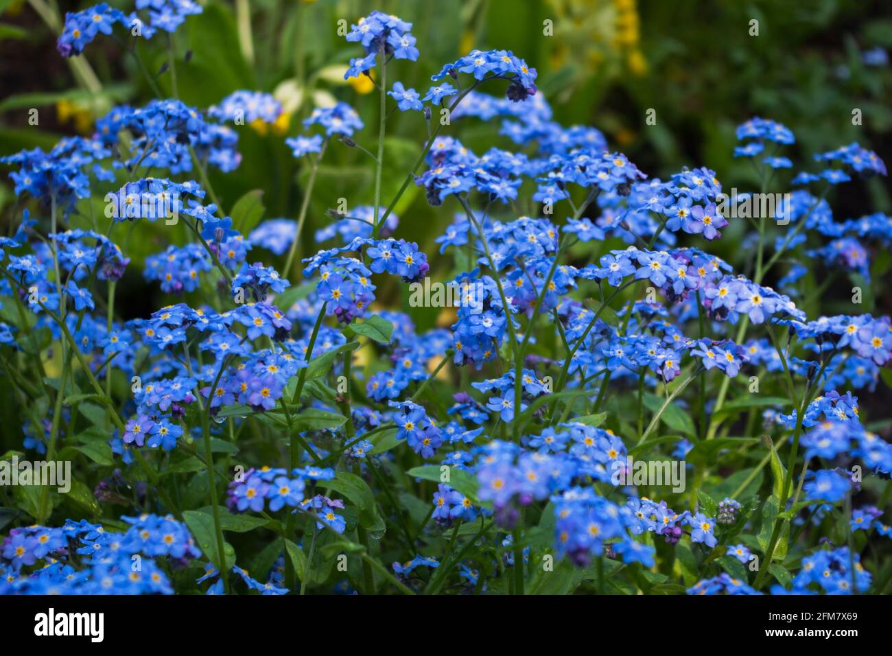 Un grande grappolo di blu chiaro Alpine Forget-me-nots con gocce di pioggia appesi sui loro steli contro l'erba verde del prato nel pomeriggio dopo Foto Stock