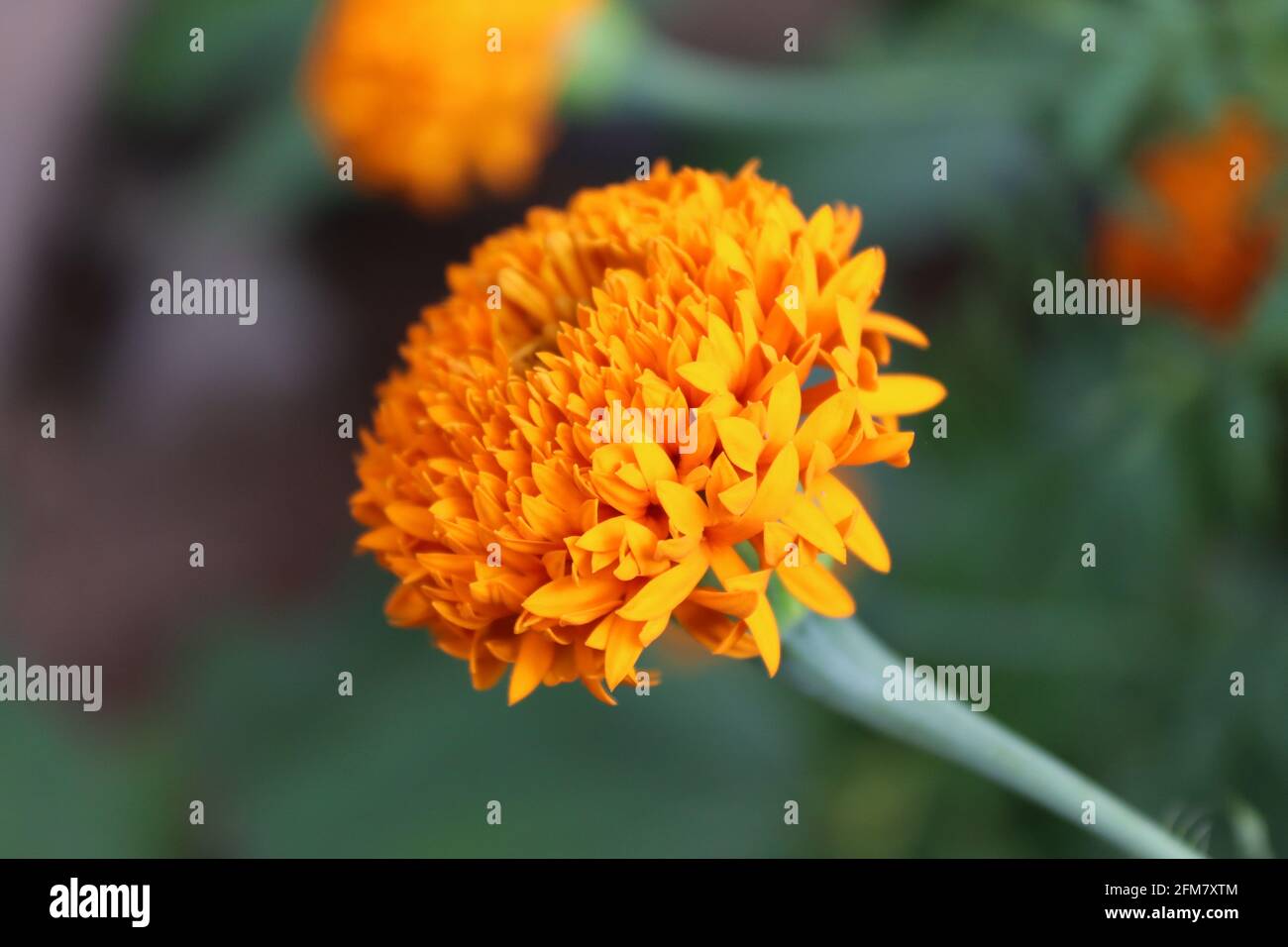 Das fiori al sole in estate in Sri Lanka. Foto Stock
