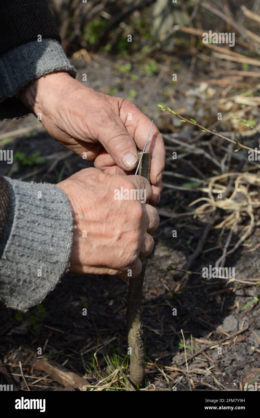 Innesto di alberi di frutta: Un giardiniere esperto sta innestando un albero di pera fissando la scion collegata al rootstock usando un nastro isolante. Foto Stock