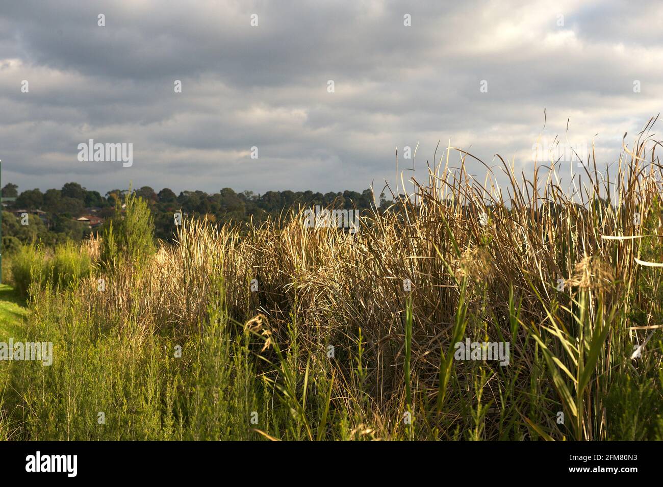 Canne al lago Lillydale. Il lago prende il nome dalla Contea di Lillydale, con una doppia 'L', a differenza della città di Lilydale, con una sola 'L'. Foto Stock