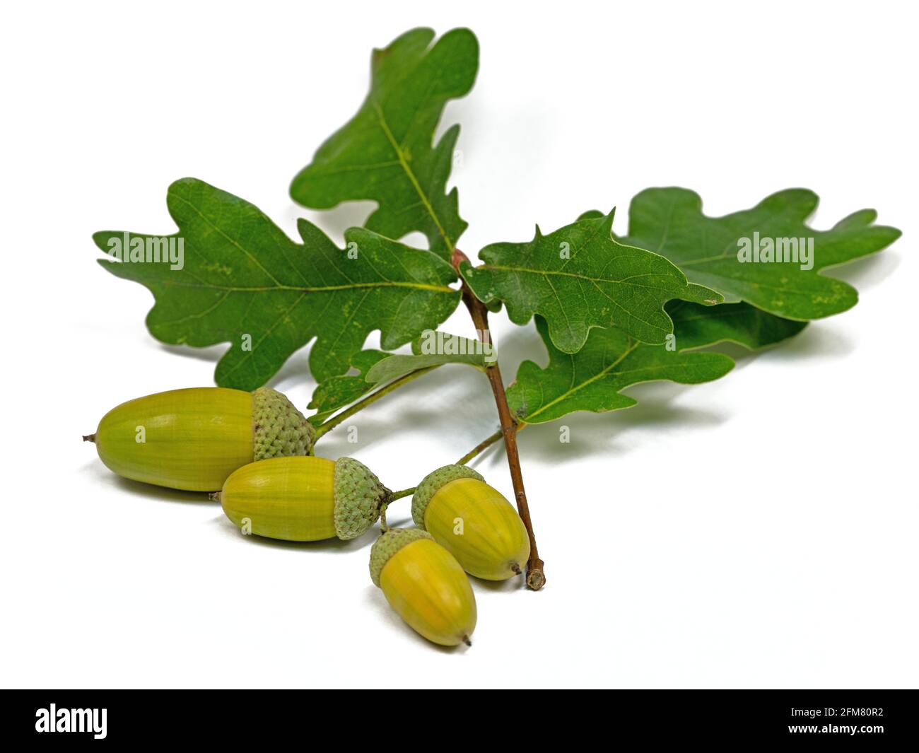Frutti di farnia, Quercus robur L. in autunno Foto Stock