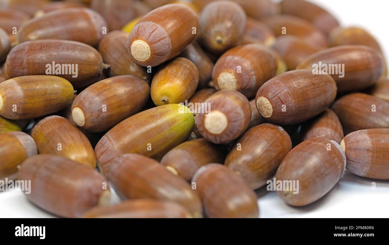 Frutti della quercia pedunculata, Quercus robur L., in primo piano Foto Stock