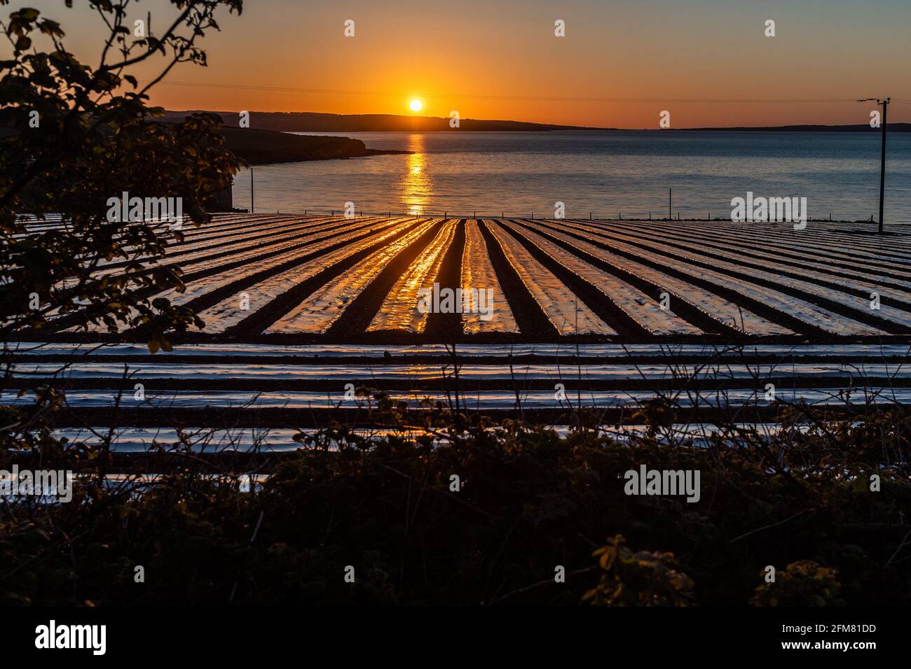 Courtmacsherry, West Cork, Irlanda. 7 maggio 2021. Il sole sorge in modo spettacolare su un campo di mais a Courtmacsherry come preludio alle tenebre in Light 2021, che si svolge domani. Darkness into Light raccoglie denaro per la carità suicida, Pietà House, ed è un evento annuale dal 2009. Credit: AG News/Alamy Live News Foto Stock