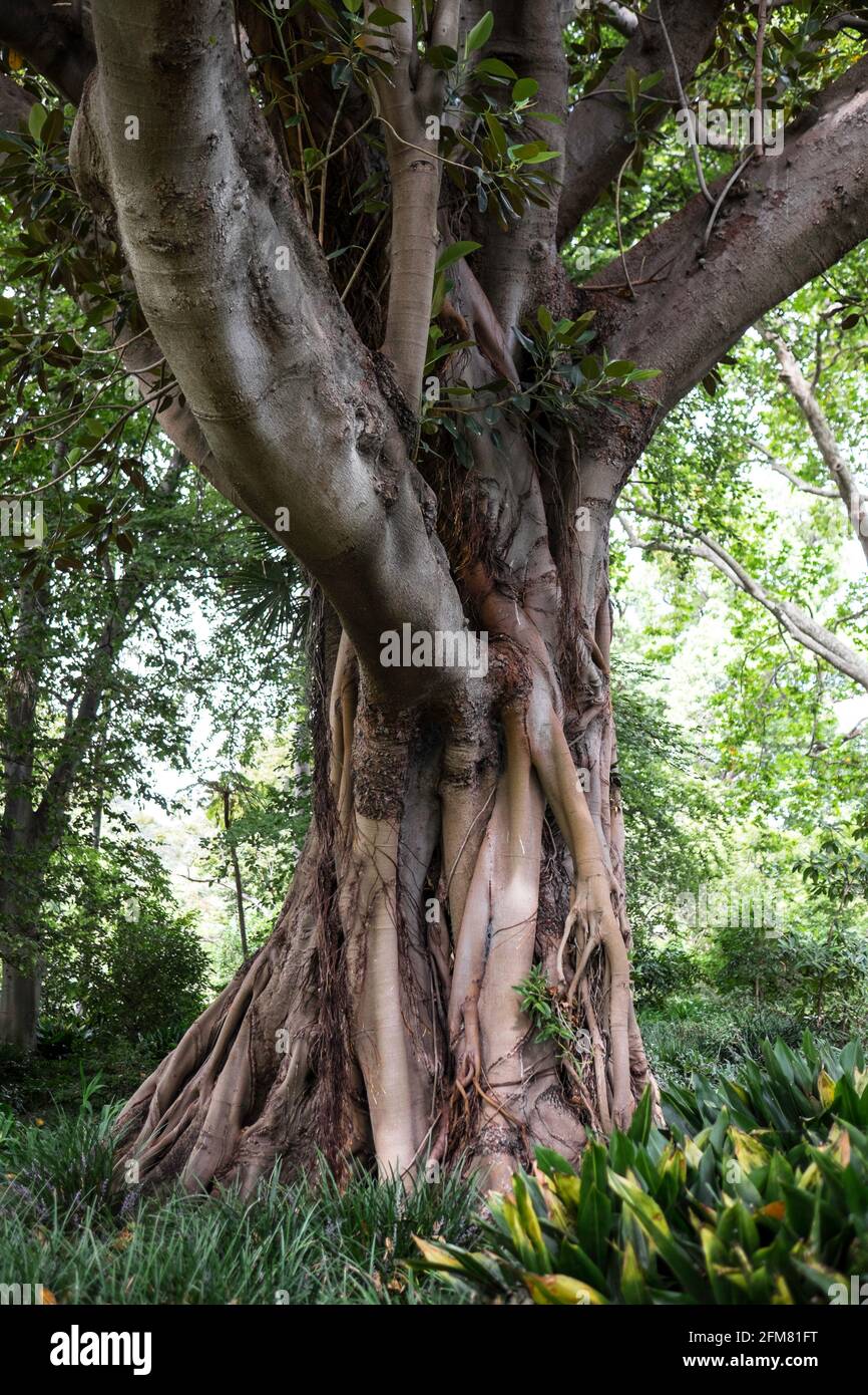 Ficus macrophylla, Australian banyan o Moreton Bay Fig nel Royal National Park di Melbourne, Australia Foto Stock