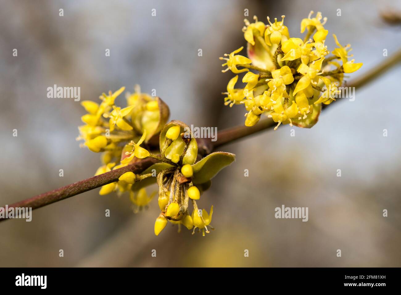 Cornus mas - Dogwood Foto Stock