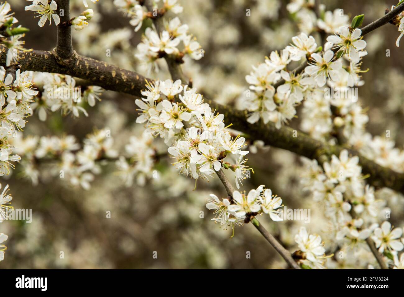 Prunus cerasifera Foto Stock