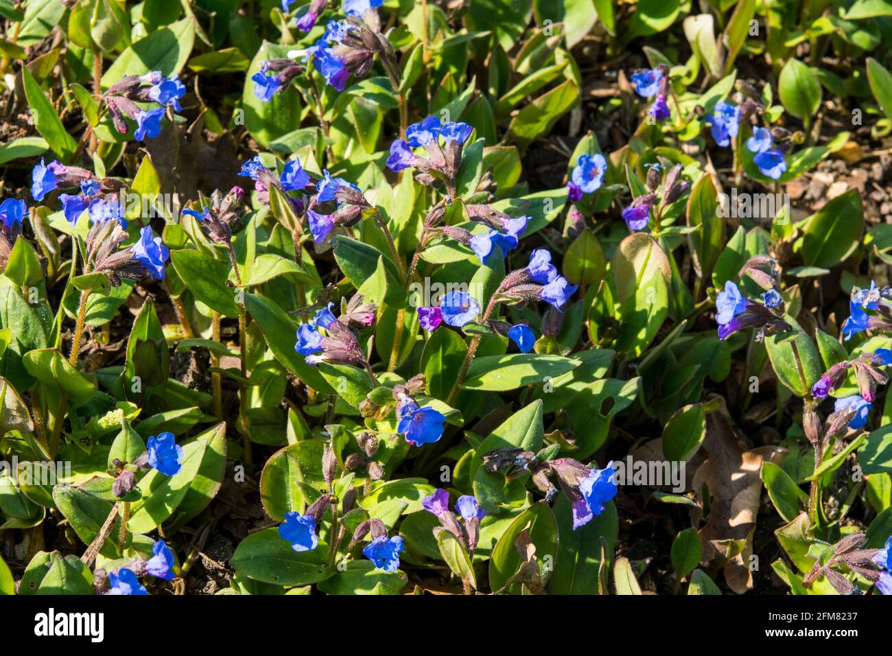 Pulmonaria angustifolia 'Azurea' Foto Stock