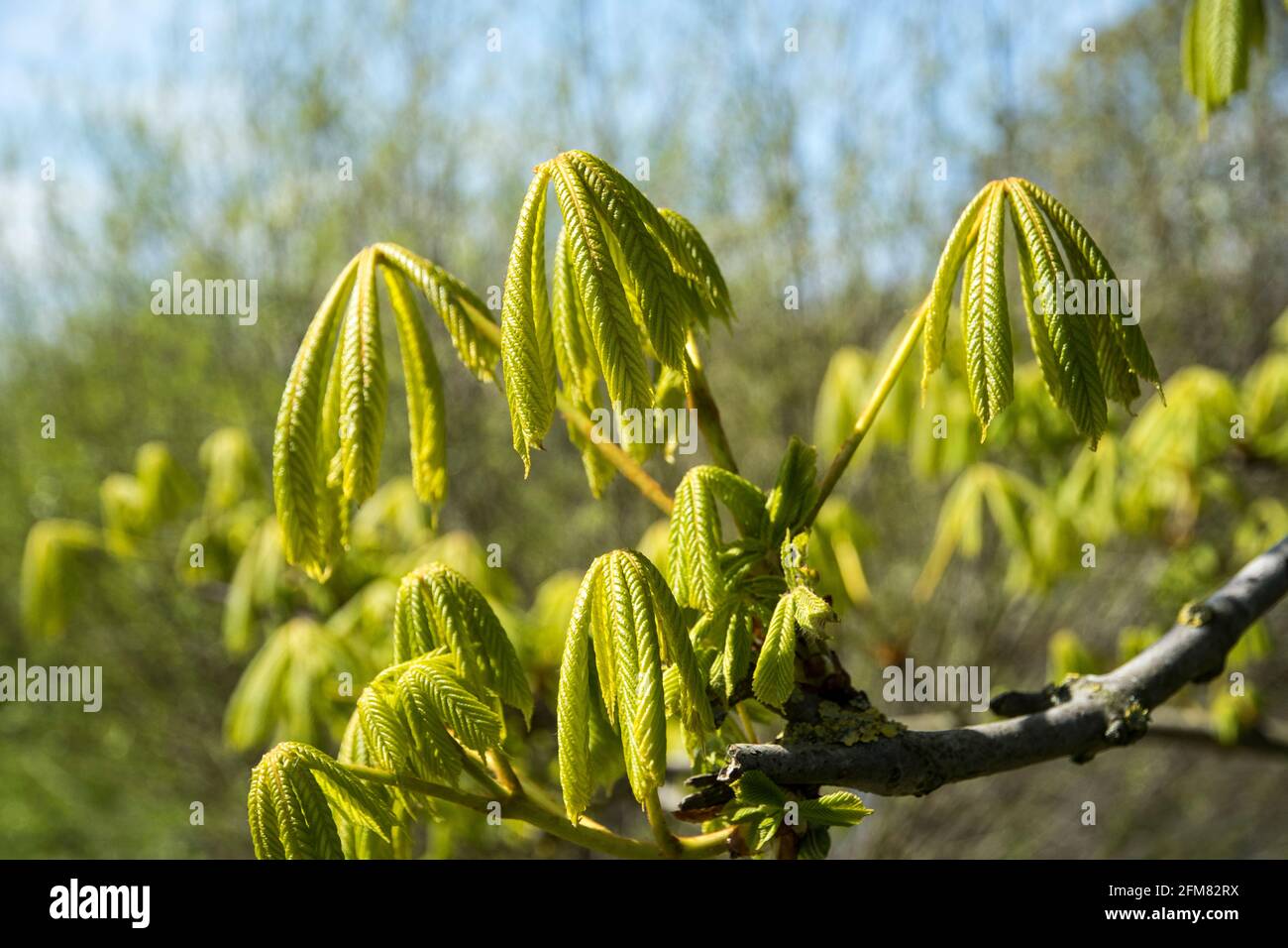 Germogliare foglie di castagno di cavallo Foto Stock