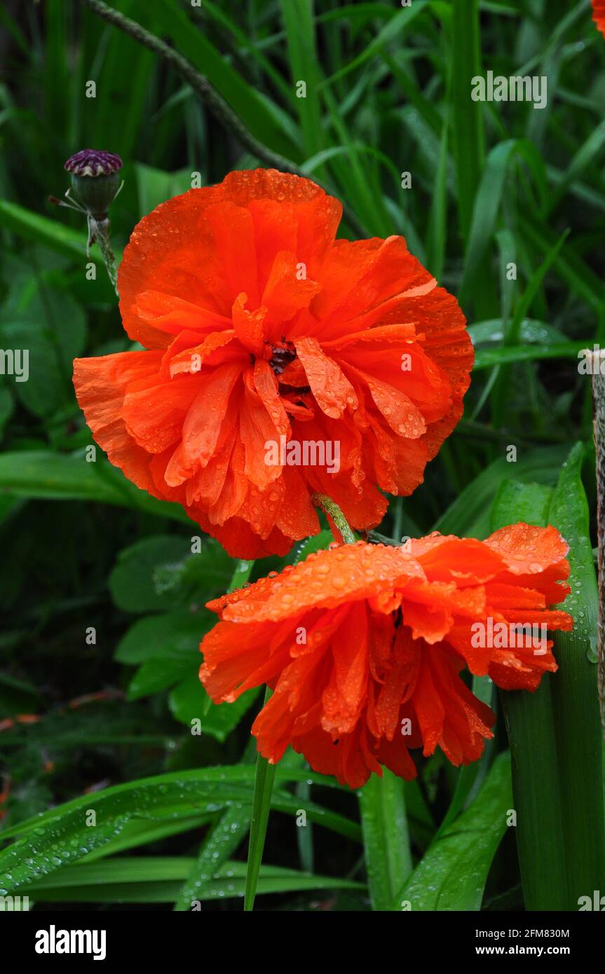 Fiore rosso papavero in fiore con gocce di pioggia su erba verde. Foto Stock