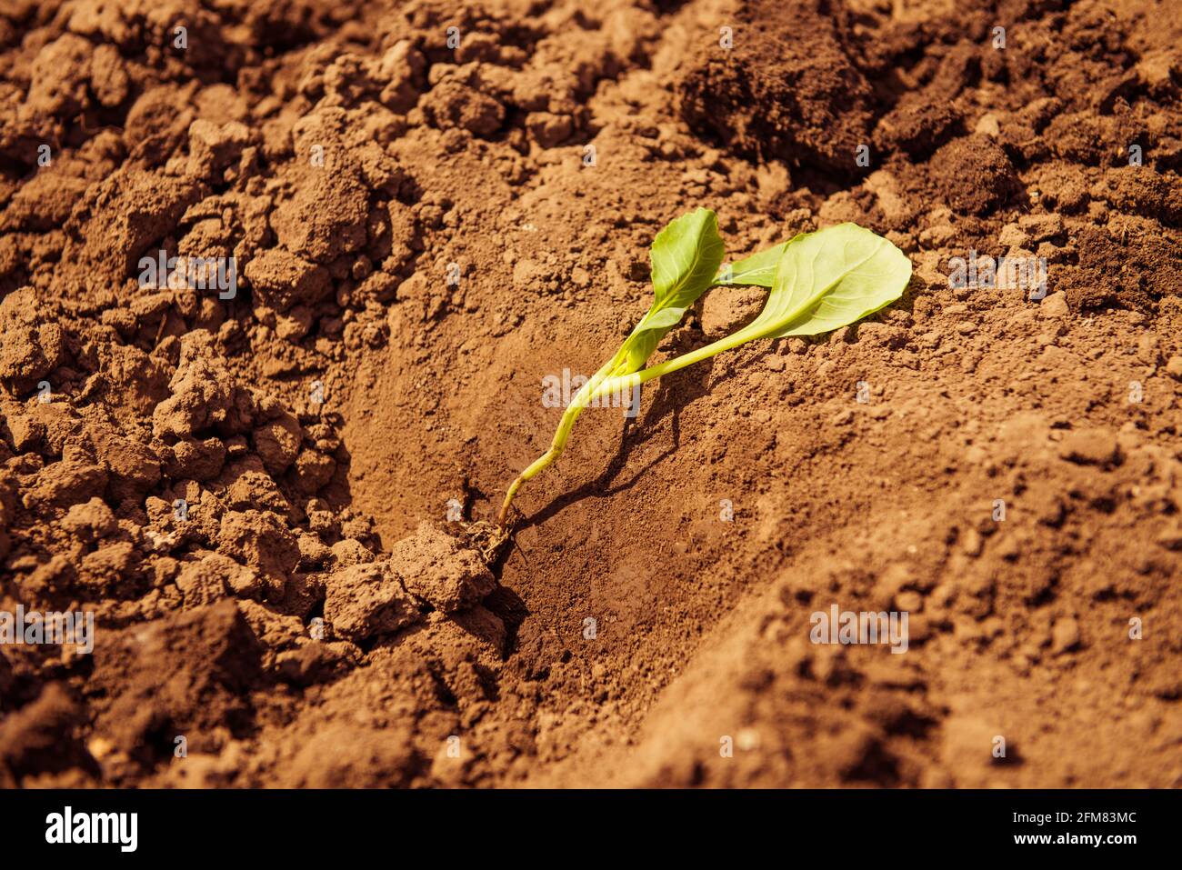 semi di piante di cavolo in terreno agricolo primaverile pronto per la semina Foto Stock