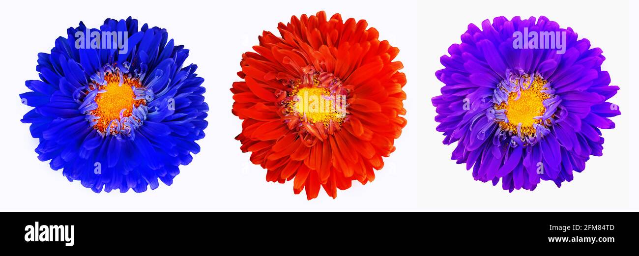 Set di fiori decorativi multicolori luminosi isolati su sfondo bianco. Fiori tropicali colorati. Macro. Vista dall'alto Foto Stock