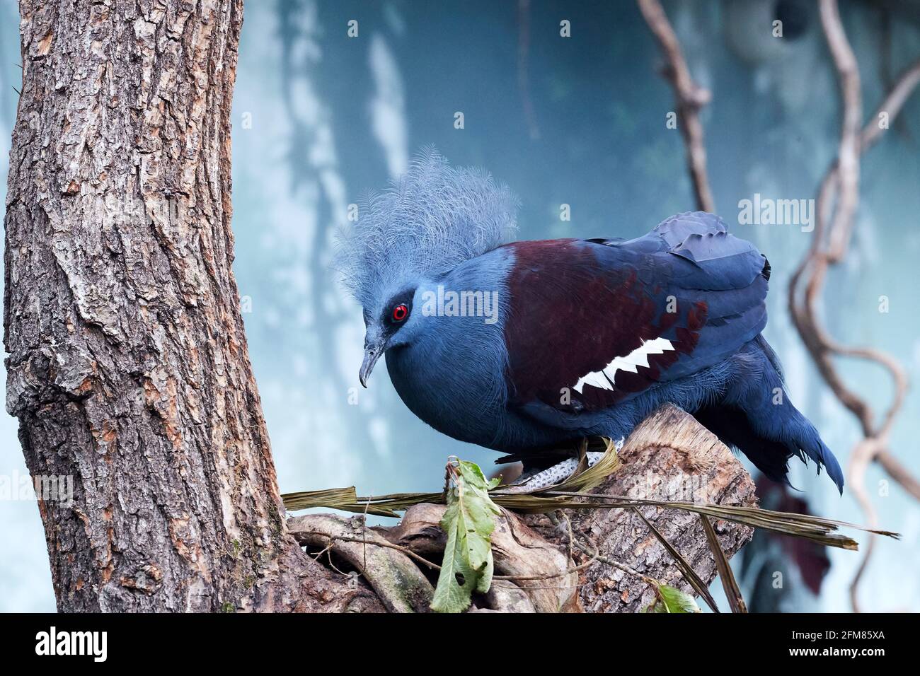 CZECH REP., ZOO PRAHA - 11 GIUGNO 2020: Piccione coronato occidentale (Goura cristata), piccione coronato comune o piccione coronato blu. Ceco: Korunac modry, kor Foto Stock