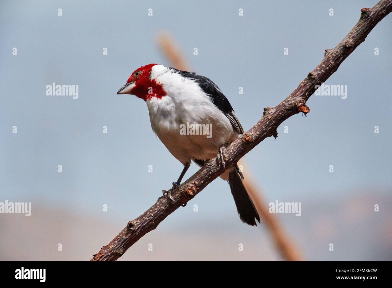 REP. CECO, ZOO PRAHA - 11 GIU 2020: cardinale codato rosso (Paroaria dominicana). Ceco: Kardinal dominikansky. Foto Stock