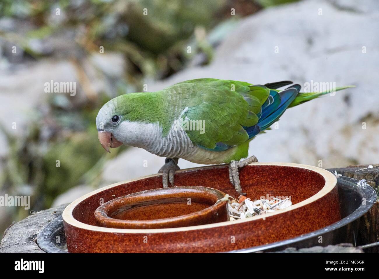 CZECH REP., ZOO PRAHA - JUN 11, 2020: Monk Parakeet (Myiopsitta monachus), Quaker pappagallo. Ceco: Papousek mnisi, andulka torry, mnisek sedy Foto Stock