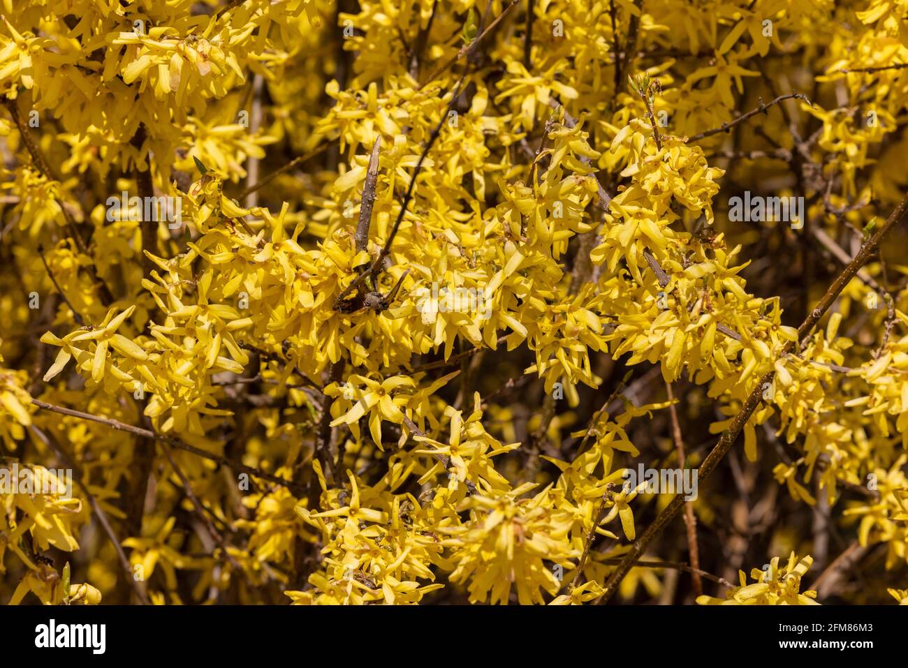 Forsythia europaea cespuglio con fiori gialli fioritura primaverile Foto  stock - Alamy