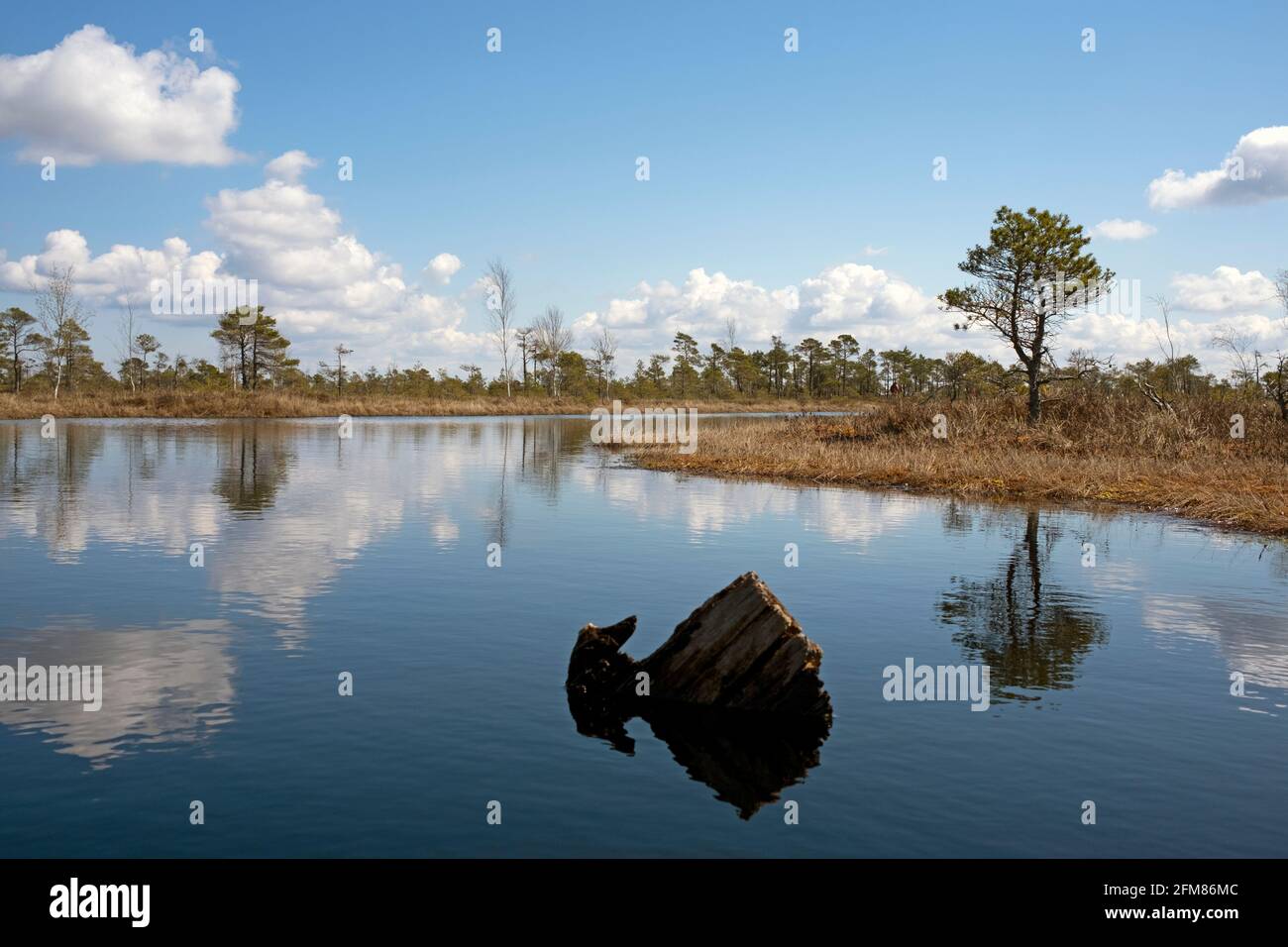 Paesaggio di brughiera nel Grande Kemeri Bog Lettonia Foto Stock