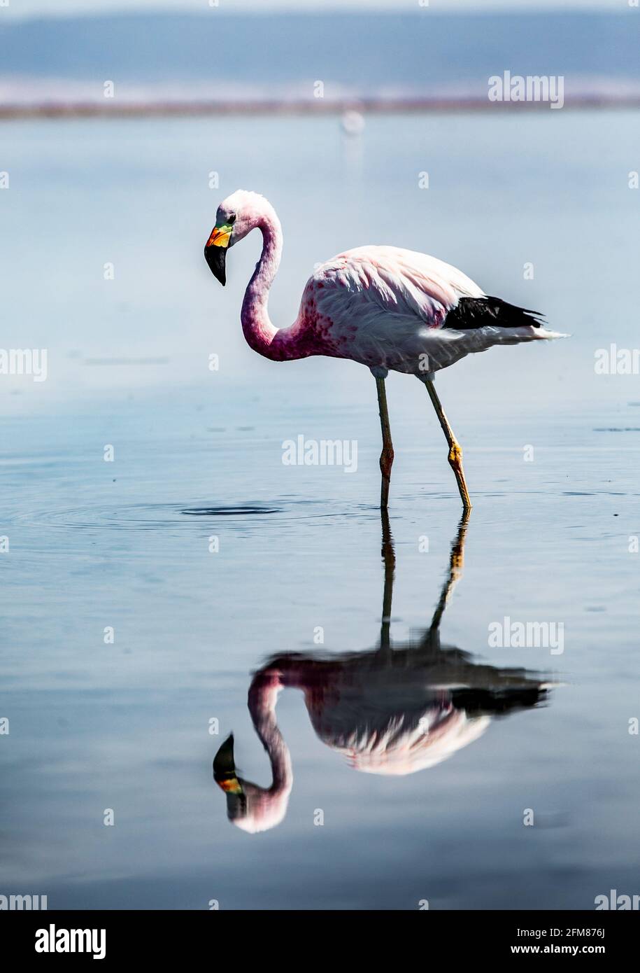 Der Lebensraum der Flamingos ist durch den Lithiumabbau der Firma eingeschränkt di Tatort Erde Lithium Felder in Foto Stock
