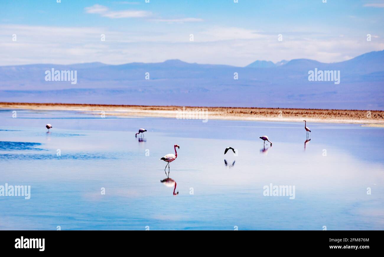 Der Lebensraum der Flamingos ist durch den Lithiumabbau der Firma eingeschränkt di Tatort Erde Lithium Felder in Foto Stock