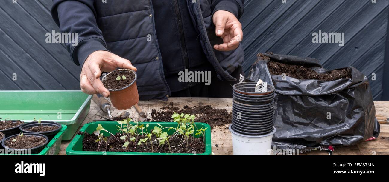 Giardiniere piante giovani pianta fresche in pentole di pianta piccole Foto Stock