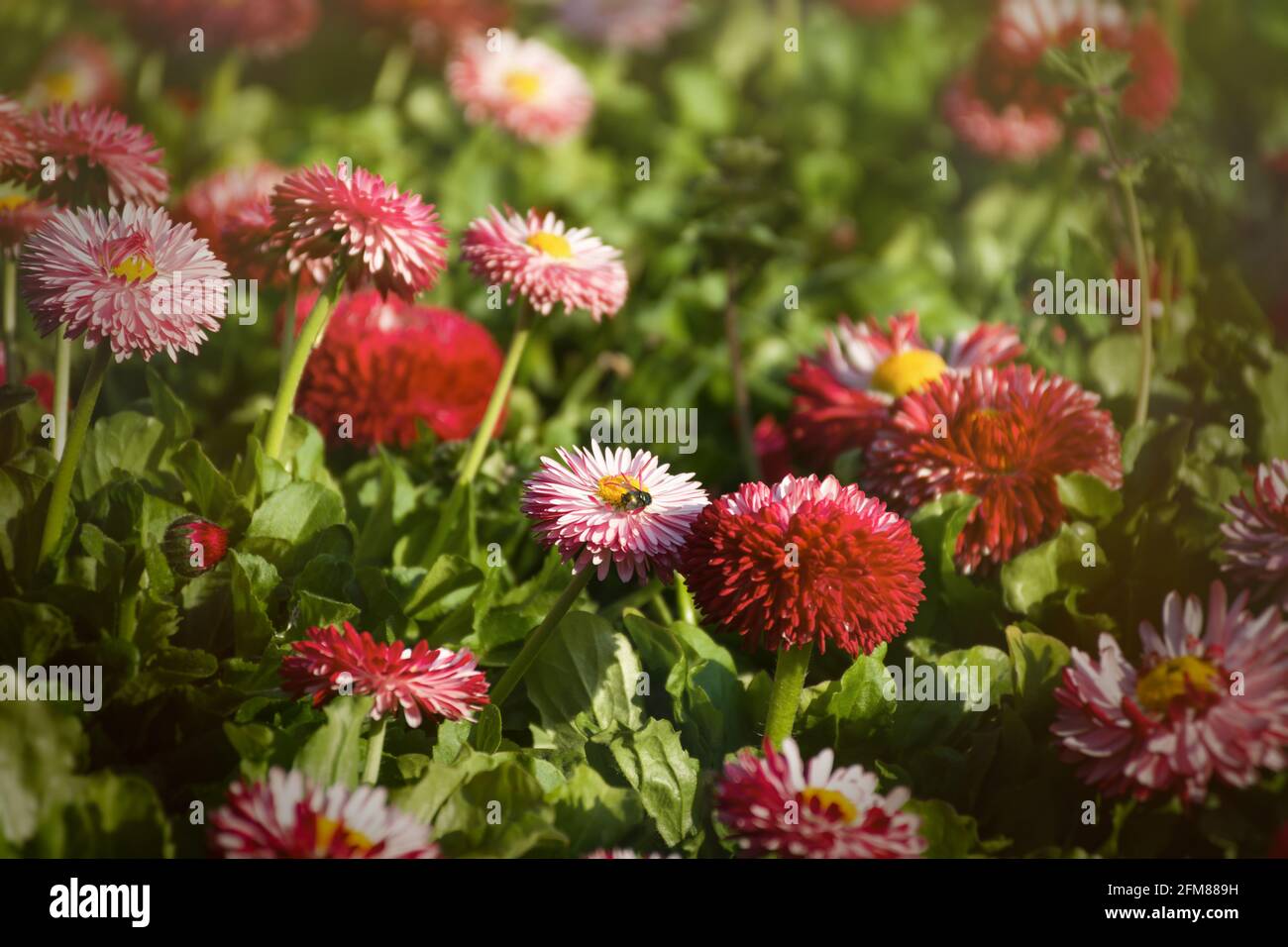 Bellis perennis giardino perenni margherite rosa. Sfondo della molla orizzontale. Fiori colorati in crescita in un letto di fiori. Luce solare intensa, full frame. R Foto Stock